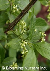 Euonymus europaeus 'Red Cap'